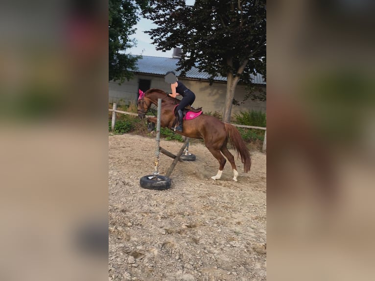 Westphalian Mare 12 years 16 hh Chestnut-Red in Lippstadt