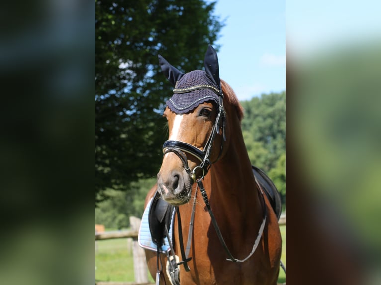 Westphalian Mare 12 years 16 hh Chestnut-Red in Lippstadt