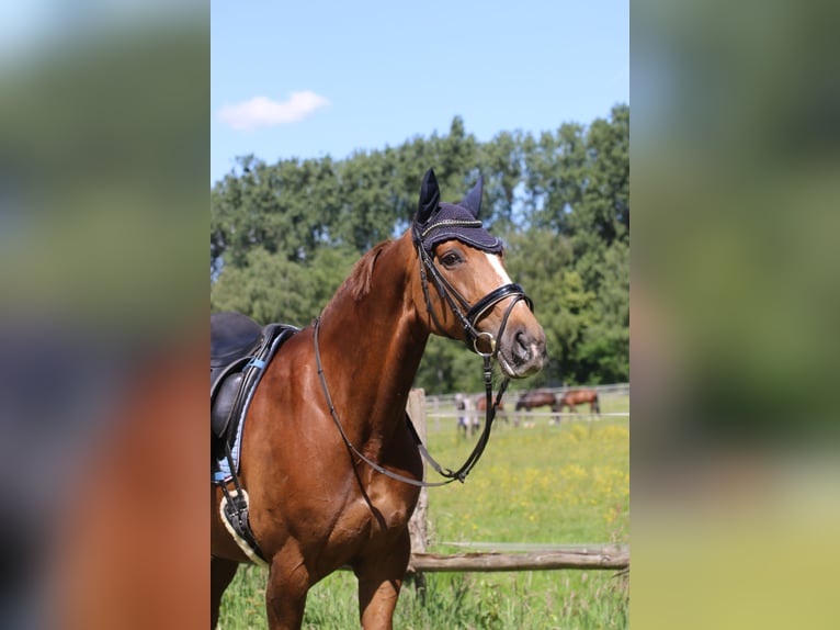 Westphalian Mare 12 years 16 hh Chestnut-Red in Lippstadt