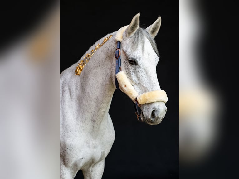 Westphalian Mare 12 years 16 hh Gray in Trebur