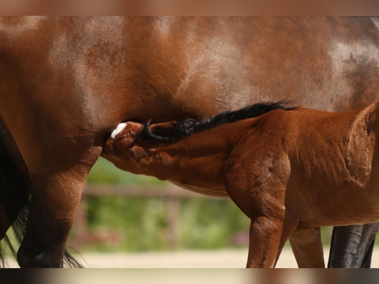 Westphalian Mare 12 years 16,1 hh Bay-Dark in Ahlen