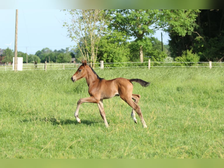 Westphalian Mare 12 years 16,1 hh Bay-Dark in Ahlen