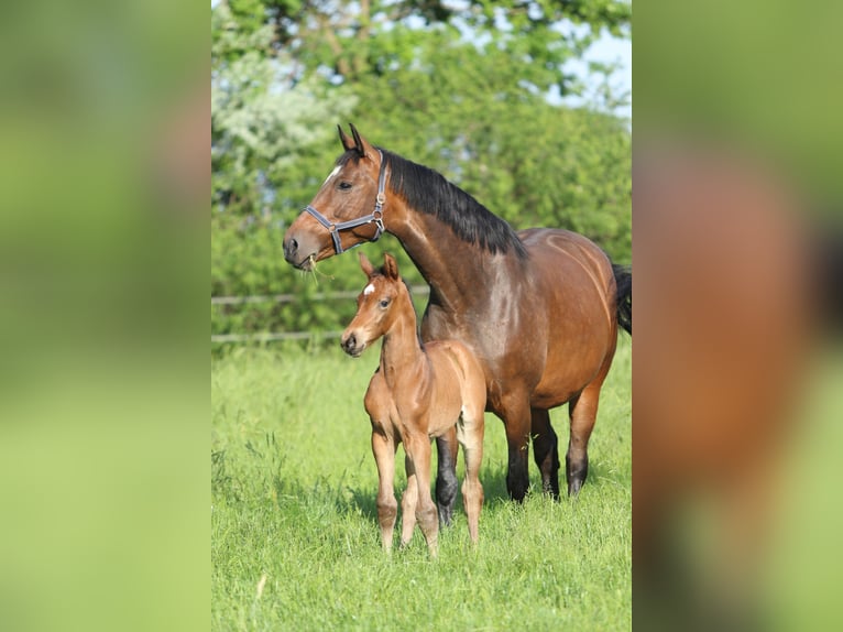 Westphalian Mare 12 years 16,1 hh Bay-Dark in Ahlen