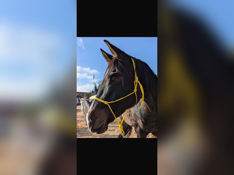 Westphalian Mare 12 years 16,1 hh Bay-Dark in Insheim