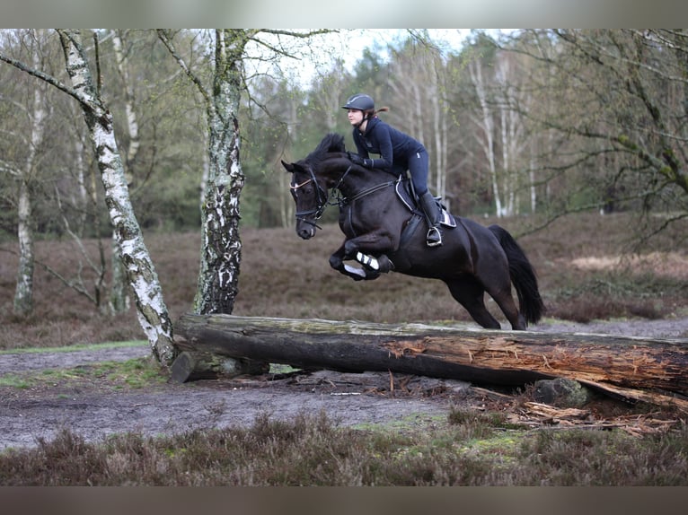 Westphalian Mare 12 years 16,1 hh Black in Delbrück
