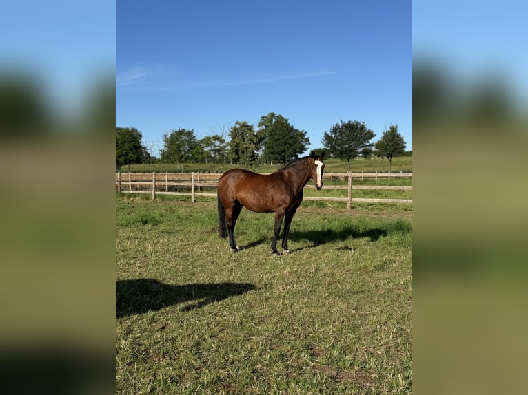Westphalian Mare 12 years 16,1 hh in Weilerswist