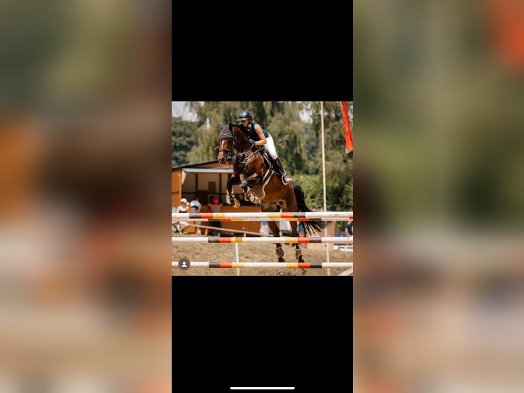 Westphalian Mare 12 years 16,1 hh Brown in Wetter (Ruhr)