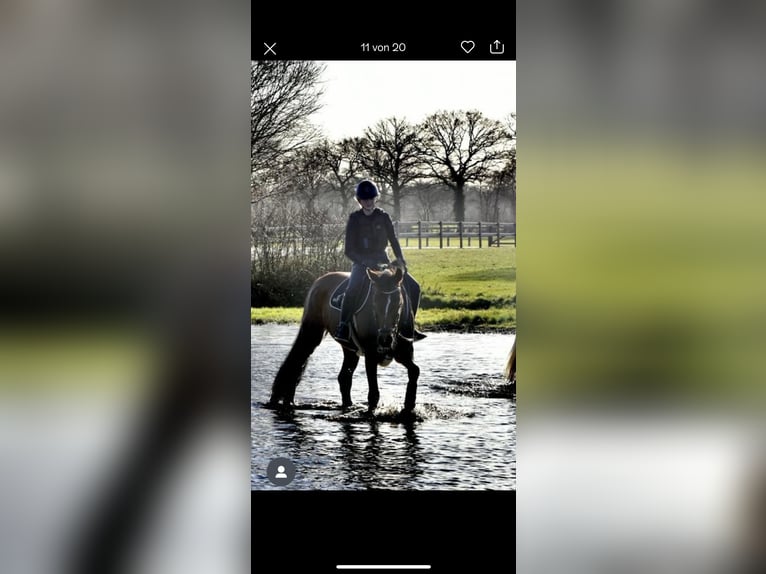 Westphalian Mare 12 years 16,1 hh Brown in Wetter (Ruhr)