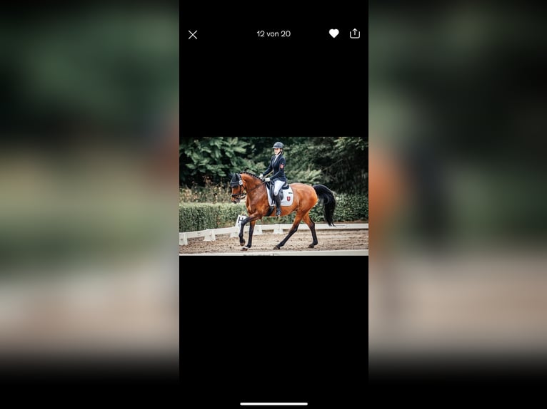 Westphalian Mare 12 years 16,1 hh Brown in Wetter (Ruhr)