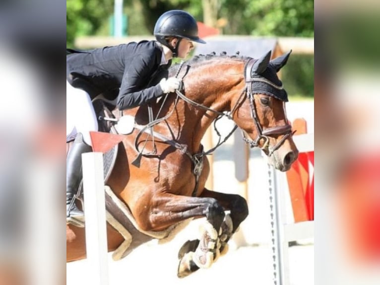 Westphalian Mare 12 years 16,1 hh Brown in Wetter (Ruhr)