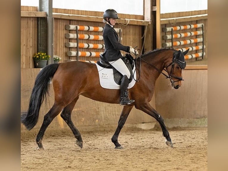 Westphalian Mare 12 years 16,1 hh Brown in Wetter (Ruhr)