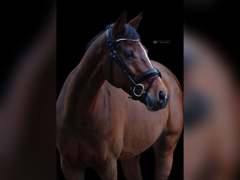 Westphalian Mare 12 years 16,1 hh Brown in Wetter (Ruhr)