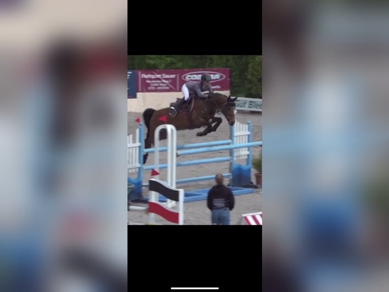 Westphalian Mare 12 years 16,1 hh Brown in Wetter (Ruhr)
