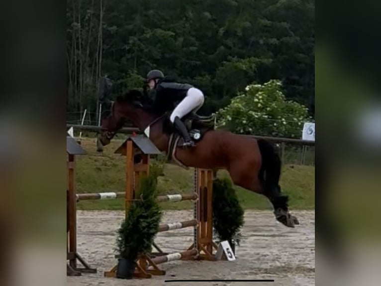 Westphalian Mare 12 years 16,1 hh Brown in Wetter (Ruhr)