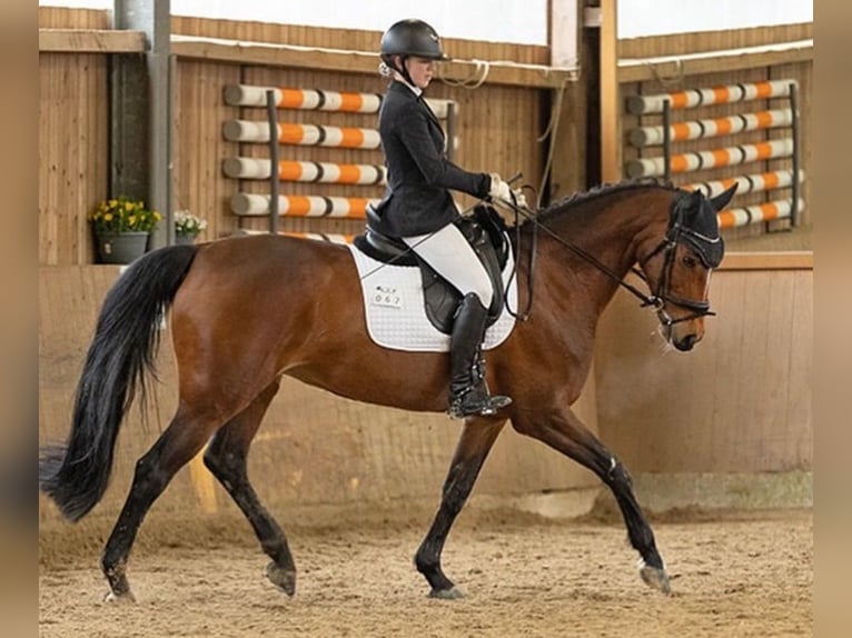 Westphalian Mare 12 years 16,1 hh Brown in Wetter (Ruhr)