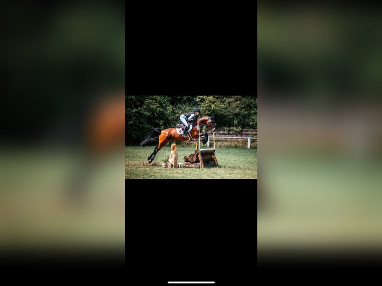 Westphalian Mare 12 years 16,1 hh Brown in Wetter (Ruhr)