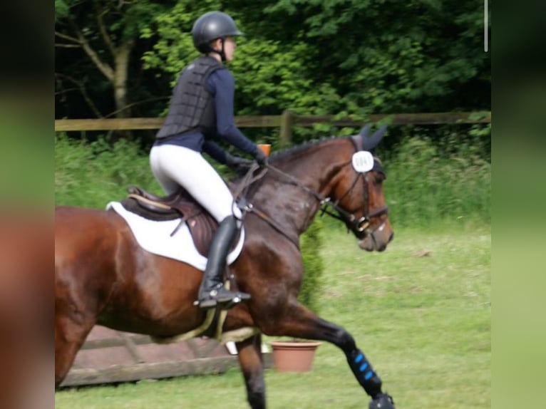 Westphalian Mare 12 years 16,1 hh Brown in Wetter (Ruhr)