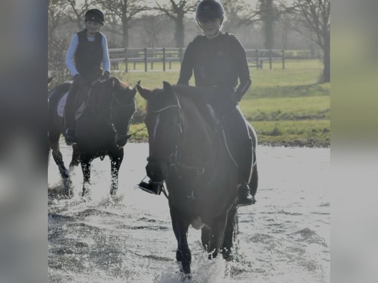 Westphalian Mare 12 years 16,1 hh Brown in Wetter (Ruhr)