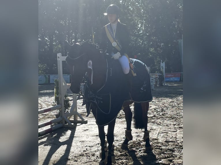 Westphalian Mare 12 years 16,1 hh Brown in Wetter (Ruhr)