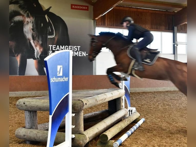 Westphalian Mare 12 years 16,1 hh Brown in Wetter (Ruhr)