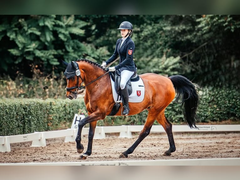 Westphalian Mare 12 years 16,1 hh Brown in Wetter (Ruhr)