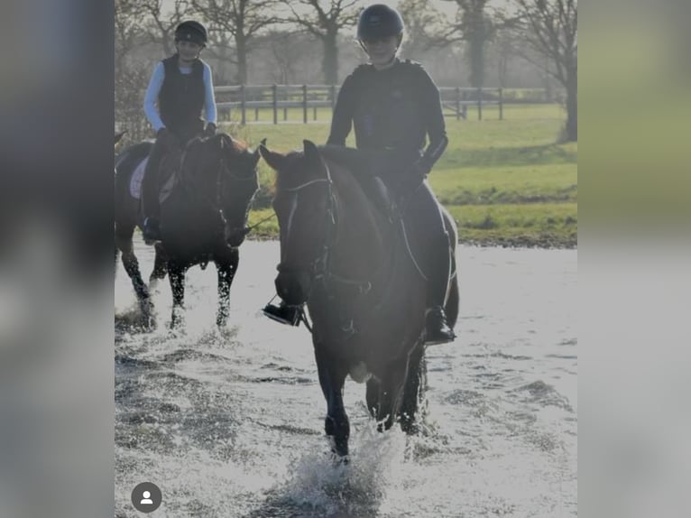 Westphalian Mare 12 years 16,1 hh Brown in Wetter (Ruhr)