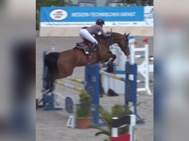 Westphalian Mare 12 years 16,1 hh Brown in Wetter (Ruhr)