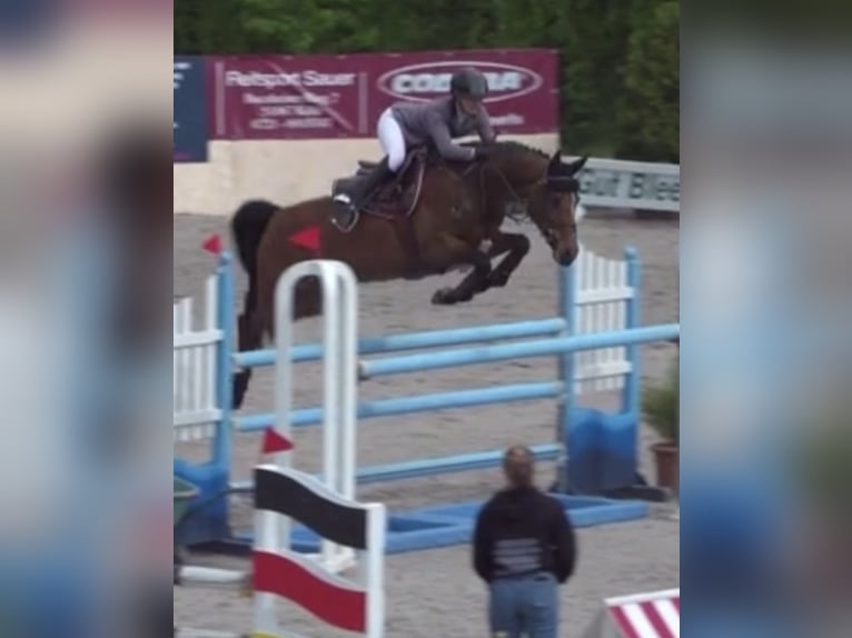 Westphalian Mare 12 years 16,1 hh Brown in Wetter (Ruhr)