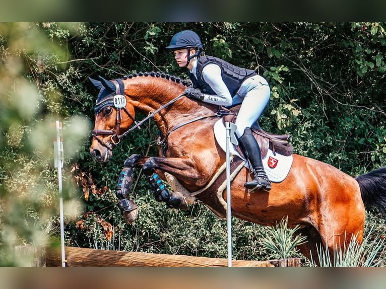Westphalian Mare 12 years 16,1 hh Brown in Wetter (Ruhr)