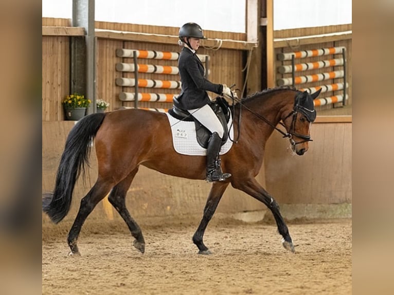Westphalian Mare 12 years 16,1 hh Brown in Wetter (Ruhr)