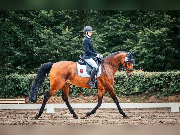 Westphalian Mare 12 years 16,1 hh Brown in Wetter (Ruhr)