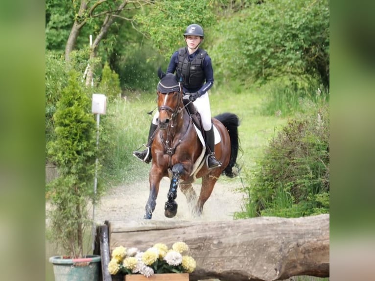 Westphalian Mare 12 years 16,1 hh Brown in Wetter (Ruhr)