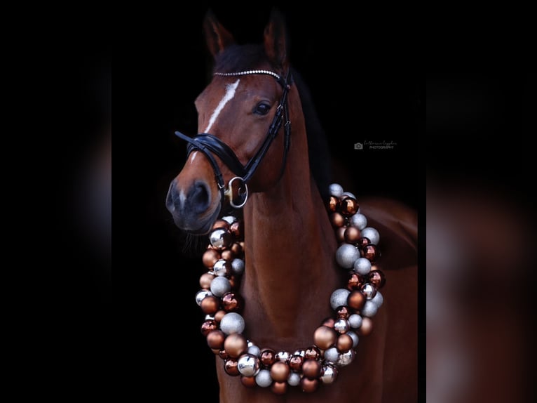 Westphalian Mare 12 years 16,1 hh Brown in Wetter (Ruhr)