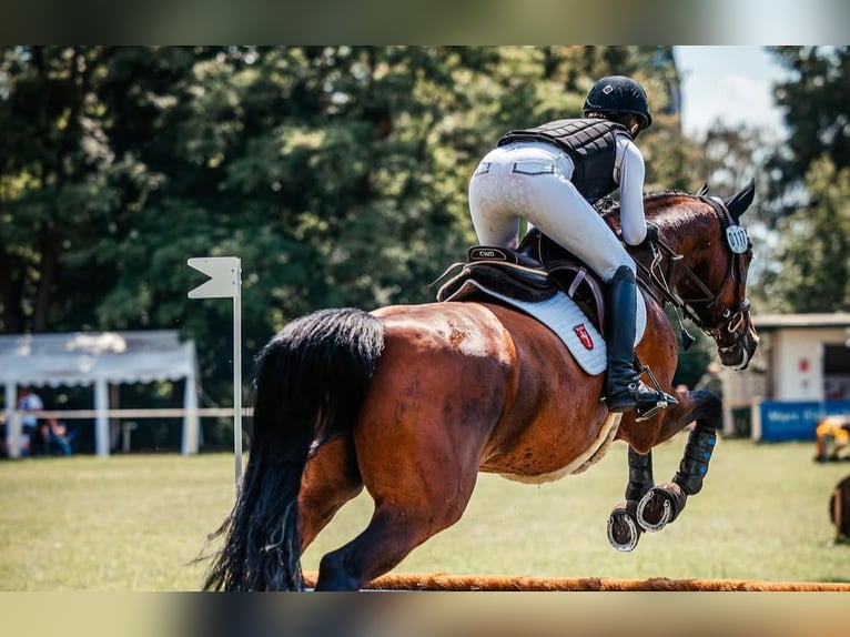 Westphalian Mare 12 years 16,1 hh Brown in Wetter (Ruhr)
