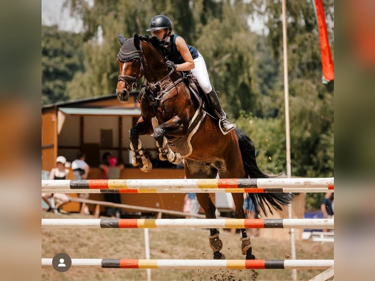 Westphalian Mare 12 years 16,1 hh Brown in Wetter (Ruhr)
