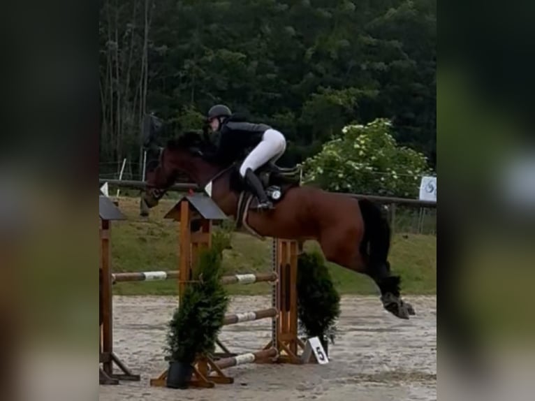 Westphalian Mare 12 years 16,1 hh Brown in Wetter (Ruhr)