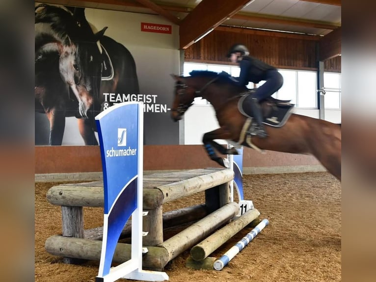 Westphalian Mare 12 years 16,1 hh Brown in Wetter (Ruhr)