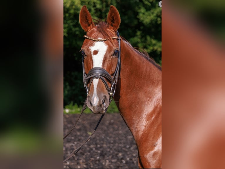 Westphalian Mare 12 years 16,1 hh Chestnut in Teltow