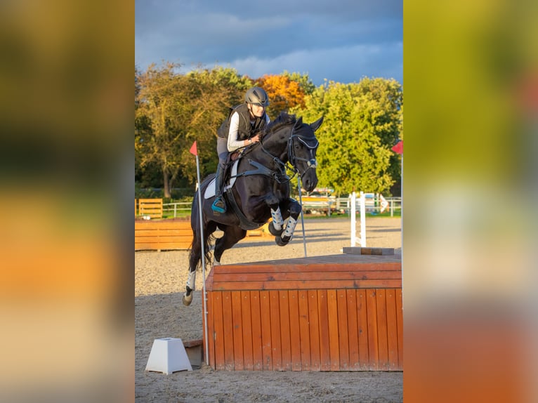 Westphalian Mare 12 years 16,1 hh Smoky-Black in Wesel