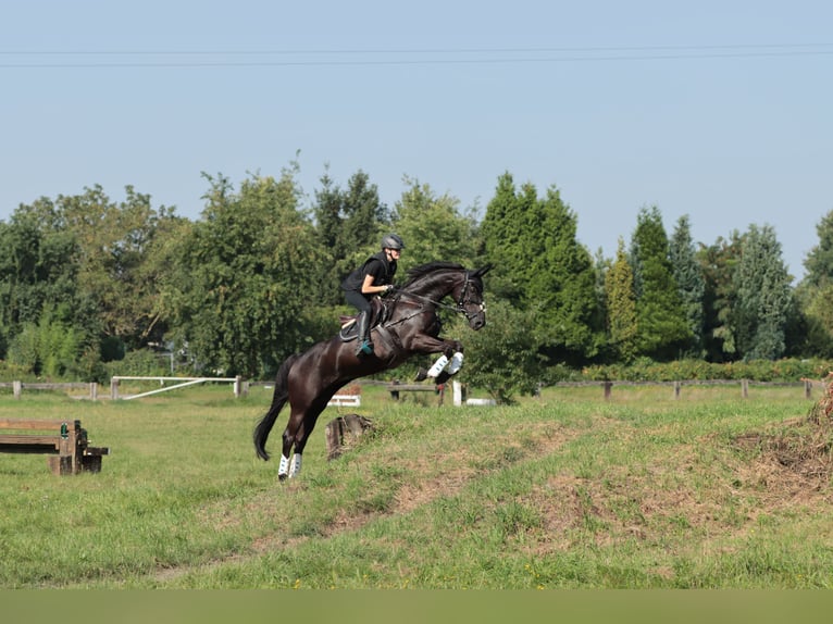 Westphalian Mare 12 years 16,1 hh Smoky-Black in Wesel