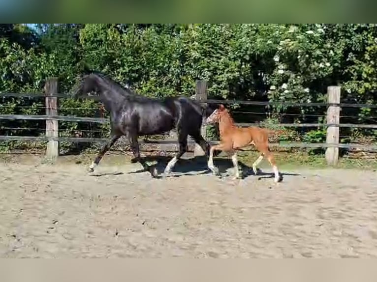 Westphalian Mare 12 years 16,2 hh Black in Hamm
