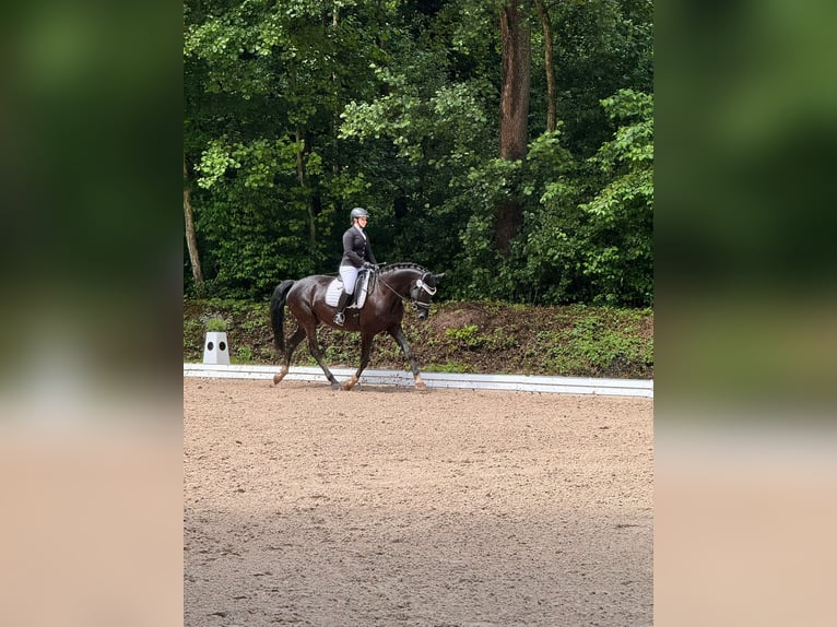 Westphalian Mare 12 years 16,2 hh Black in Rheinstetten