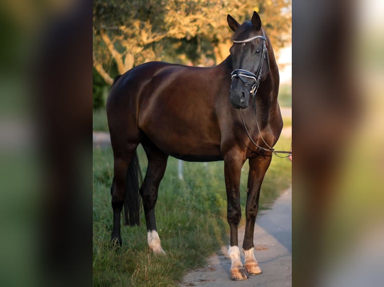 Westphalian Mare 12 years 16,2 hh Black in Rheinstetten
