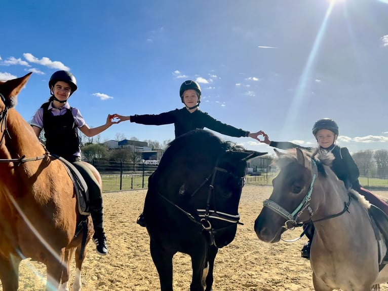 Westphalian Mare 12 years 16,2 hh Black in Sprockh&#xF6;vel