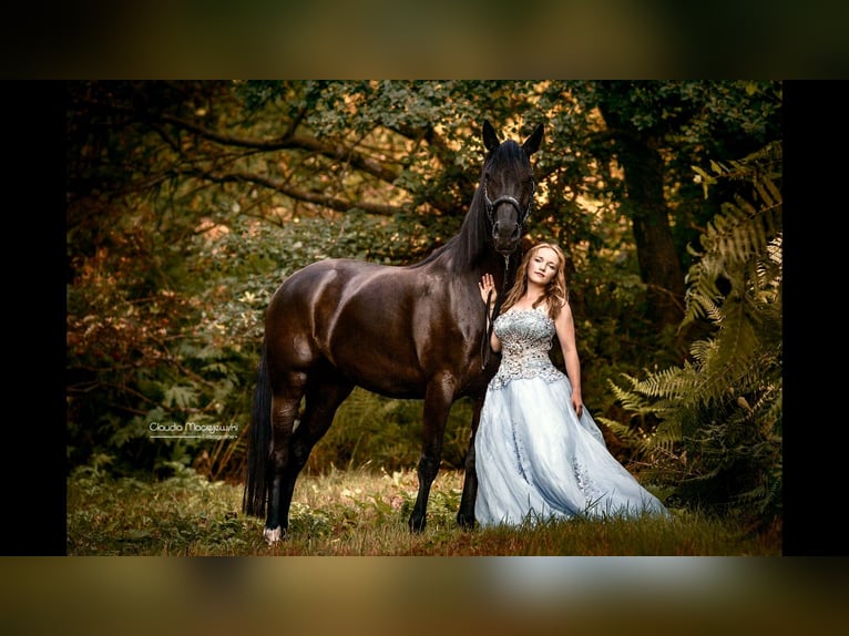 Westphalian Mare 12 years 16,2 hh Black in Sprockh&#xF6;vel