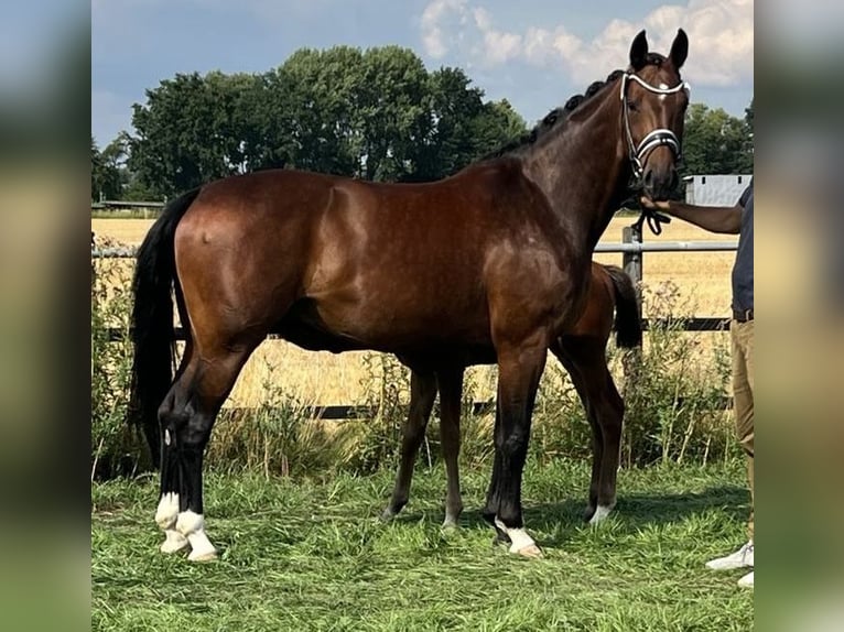 Westphalian Mare 12 years 16,2 hh Brown in Lippstadt