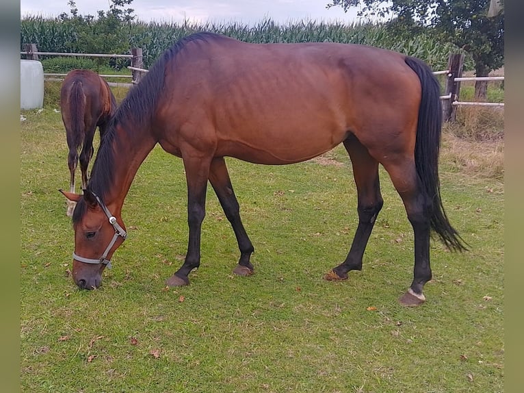 Westphalian Mare 12 years 16,2 hh Brown in Friedewalde