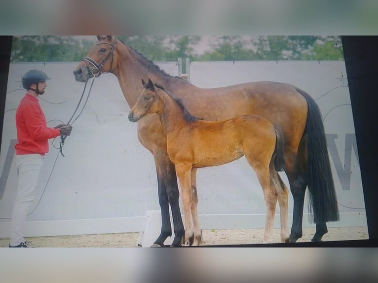 Westphalian Mare 12 years 16,2 hh Brown in Friedewalde