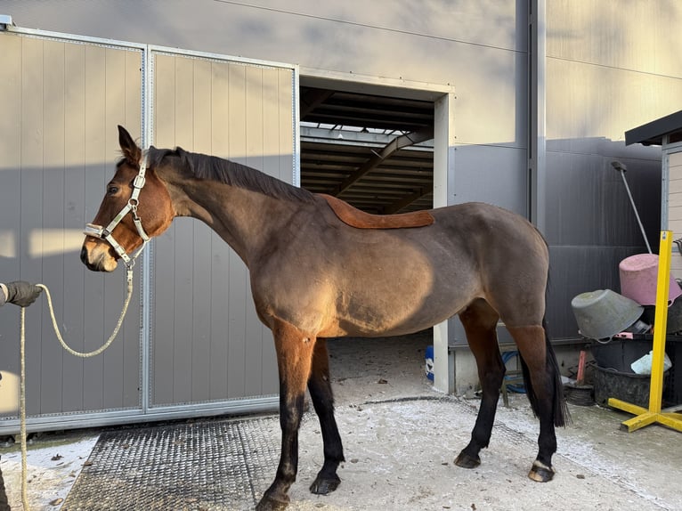 Westphalian Mare 12 years 16,2 hh Brown in Szczecin
