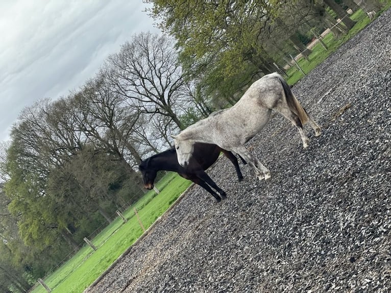 Westphalian Mare 12 years 16,2 hh Grey-Fleabitten in Fürstenau